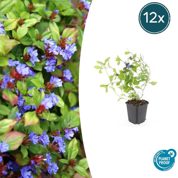Ceratostigma Plumbaginoides - Loodkruid - ↕10-25cm - Ø9cm - Bodembedekker - Borderplant - 12x