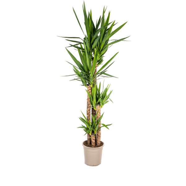 Yucca Elephantipes - ↕160cm - Ø27cm