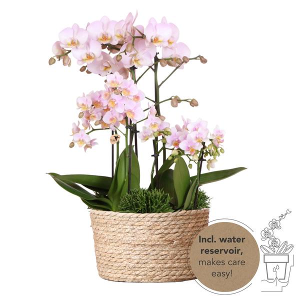 Roze plantenset in Reed Basket incl. waterreservoir | drie roze orchideeën en drie groene planten | Field Bouquet roze met zelfvoorzienend waterreservoir