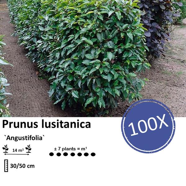 Prunus lusitanica `Angustifolia`- Laurierkers - ↕30-50cm - blote wortel - 100x