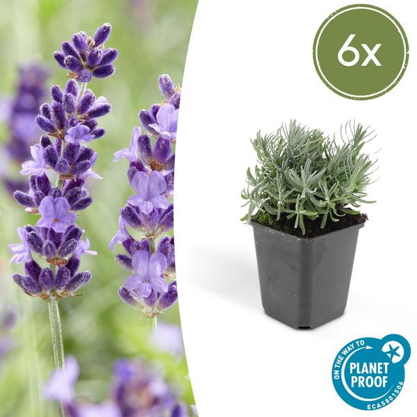 Lavandula 'Hidcote' - ↕10-25cm - Ø9cm - Lavendel - Borderplant - 6x