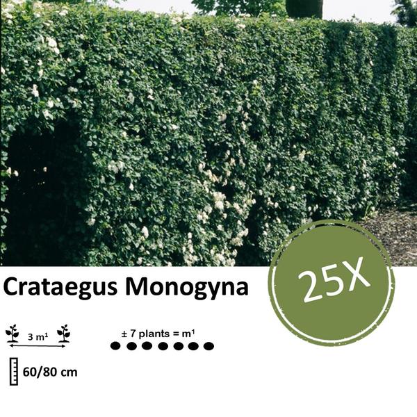 Crataegus Monogyna - Eenstijlige Meidoorn - Blote wortel - ↕60-80cm - 25x