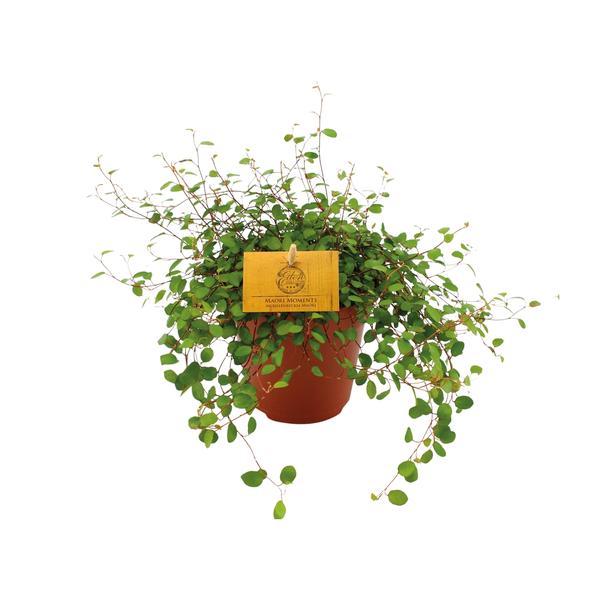 Muehlenbeckia Maori - Draadplant - ↕20cm - Ø12cm
