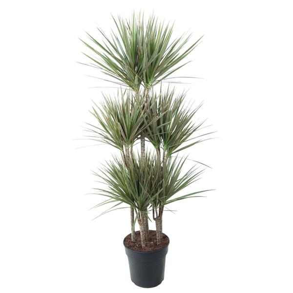 Dracaena Bicolor Carrousel - ↕150 cm - Ø31cm