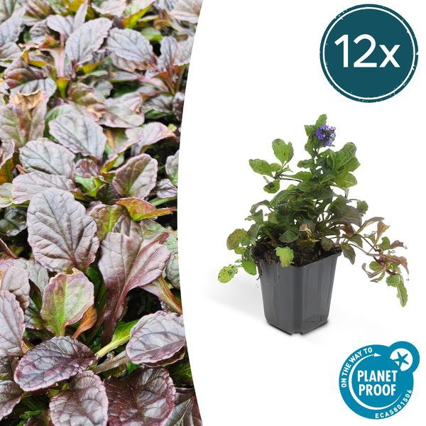 Ajuga Reptans - ↕10-25cm - Ø9cm - Kruipend Zenegroen - Bodembedekker - 12x