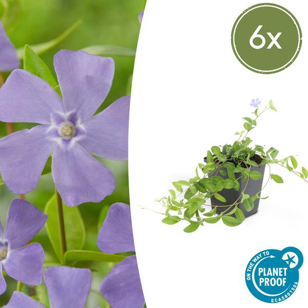 Vinca minor - Kleine Maagdenpalm - ↕10-25cm - Ø9cm - Bodembedekker - 6x
