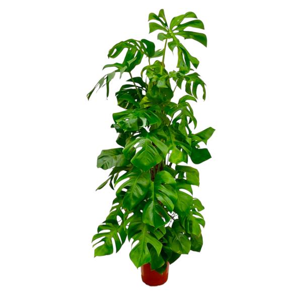 Monstera Deliciosa XXL - Gatenplant - ↕180cm - Ø27cm