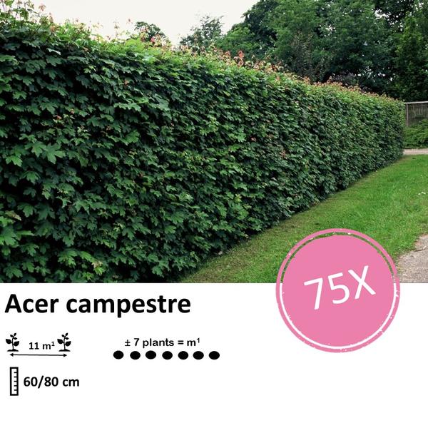 Acer Campestre - Veldesdoorn - blote wortel - ↕60-80cm - 75x