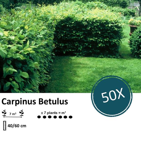 Carpinus Betulus - Haagbeuk - blote wortel - ↕40/60 - 50x