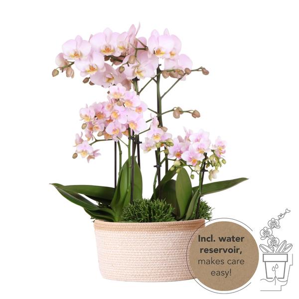 Roze plantenset in Cotton Basket incl. waterreservoir | drie roze orchideeën en drie groene planten | Field Bouquet roze met zelfvoorzienend waterreservoir