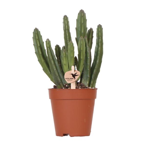 Stapelia - groene kamerplant - vetplant - Ø9cm - Kolibri Greens
