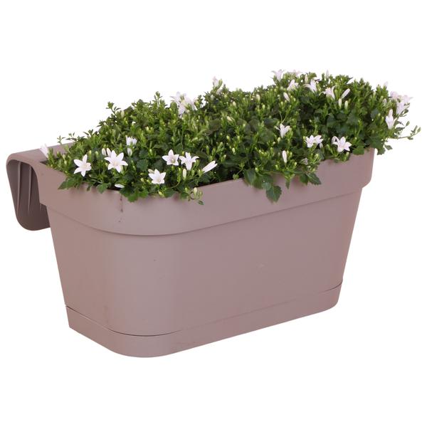 Campanula Addenda Ambella white - Balkonbak taupe met 3 stuks campanula Ø12cm - Incl. ophangsysteem - Klokjesbloem wit - vaste planten - tuinplanten