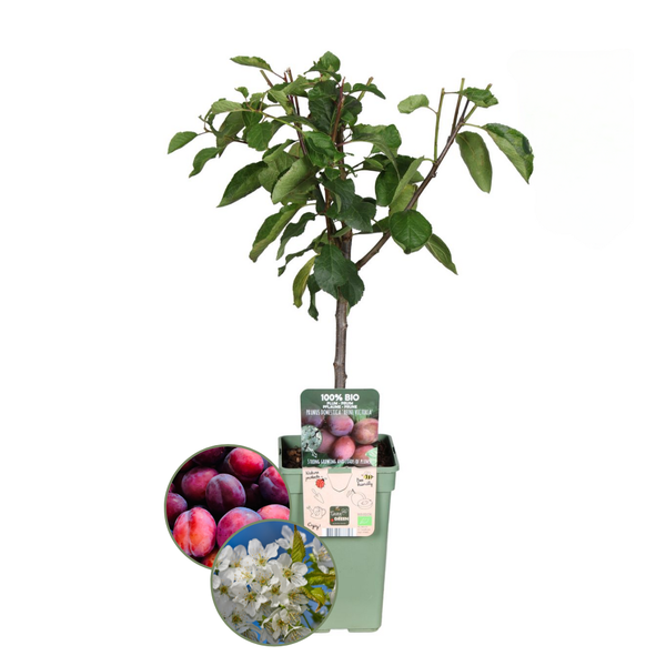 Pruimenboom - Prunus Domestica Biologisch - 1x - ↕60cm - Ø20cm