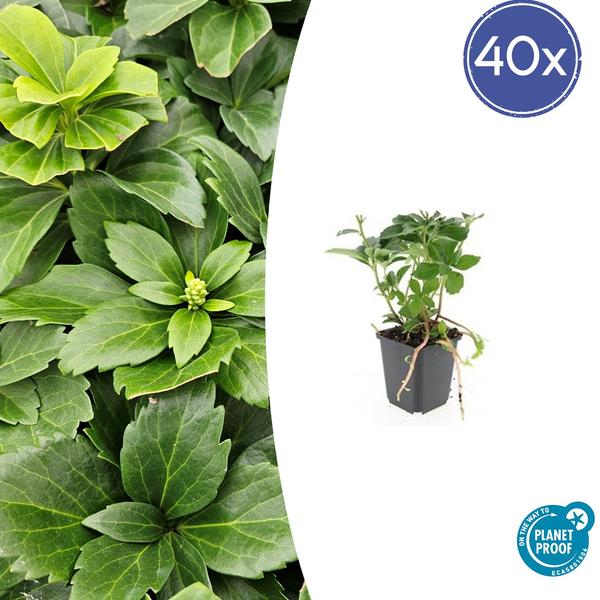 Pachysandra Terminalis - Schaduwkruid - ↕10-25cm - Ø9cm - Bodembedekker - 40x