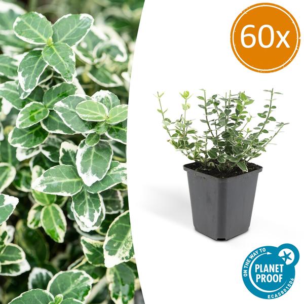 Euonymus 'Emerald 'n Gaity' - Japanse Kardinaalsmuts - ↕10-25cm - Ø9cm - Bodembedekker - 60x