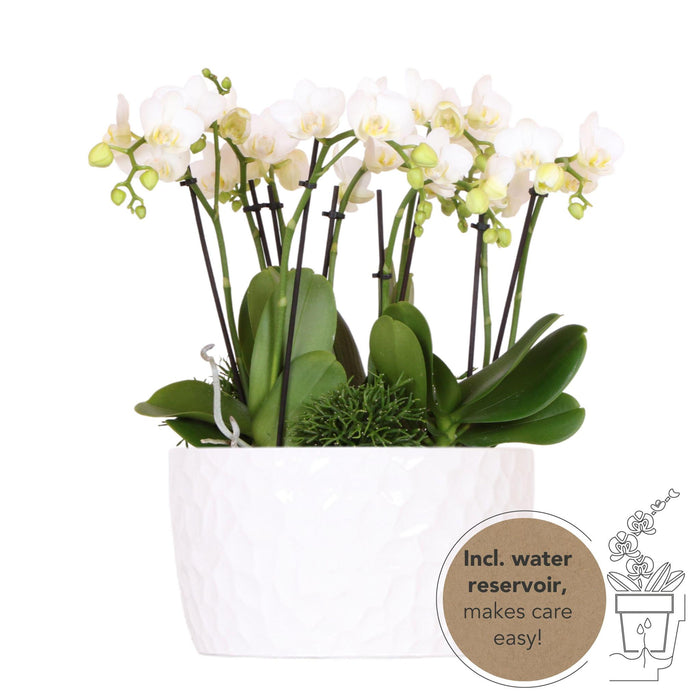 Witte plantenset in Honey dish incl. waterreservoir | drie witte orchideeën Amabilis 9cm en drie groene planten Rhipsalis | Jungle Bouquet wit met zelfvoorzienend waterreservoir