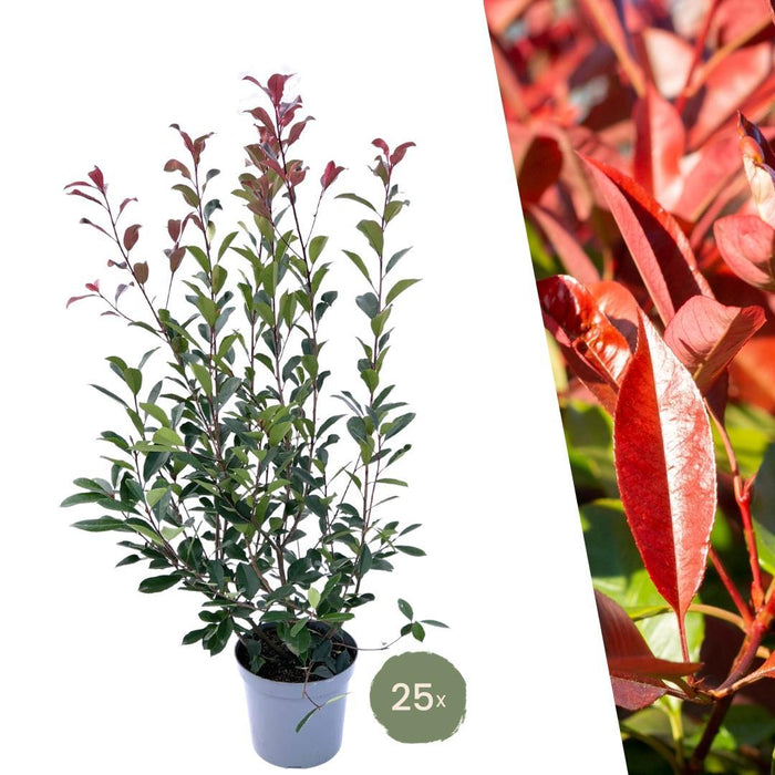 Grote Glansmispel planten voor 10 strekkende meter haag - 12L - 25x - ↕100-125 cm - Carré Rouge