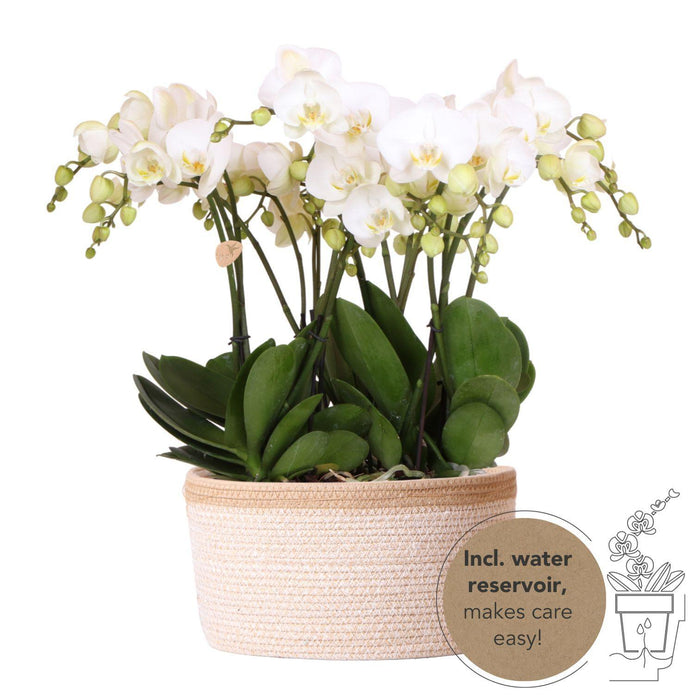 Orchideeënset in Cotton Basket - Drie witte orchideeën Ghent 12cm - Mono Bouquet wit incl. waterreservoir