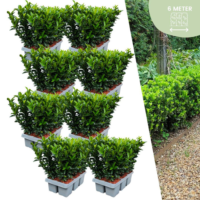 Euonymus 'Green Spire' - Buxus Vervanger - ↕15cm - Ø7cm - 48x