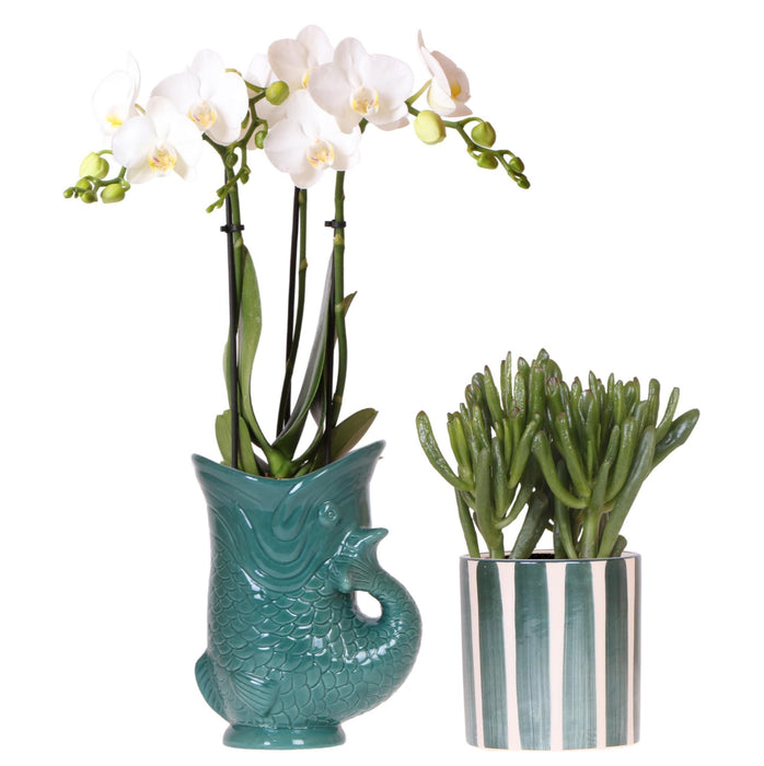 Witte orchidee Amabilis in Fish pot groen en succulent in Painted Stripe pot groen - Set - Ø9cm - Bloeiende kamerplant