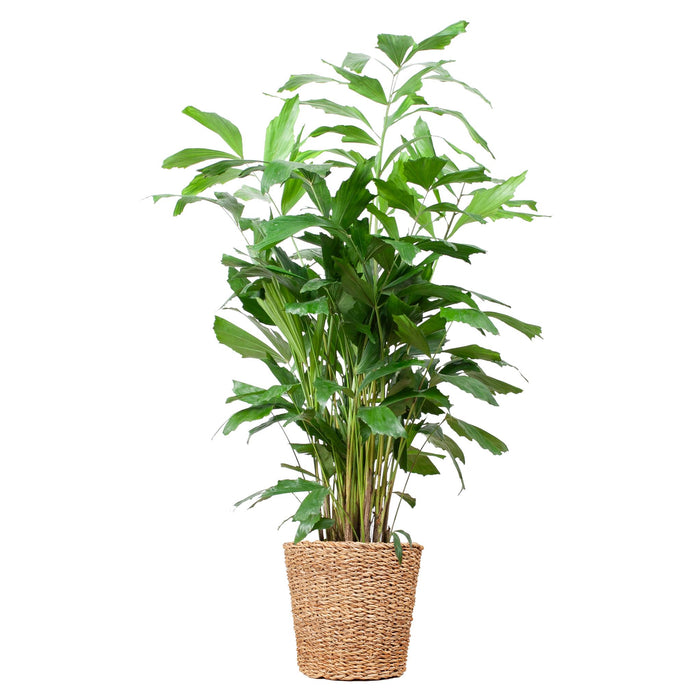 Caryota Mitis XL - Vissenstaartpalm - met mand Torun - ↕130cm - Ø24cm