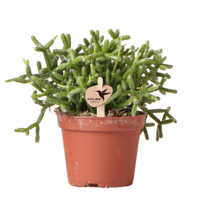 Rhipsalis Burchellii - Vetplant - Groene kamerplant - Ø6cm - Kolibri Greens