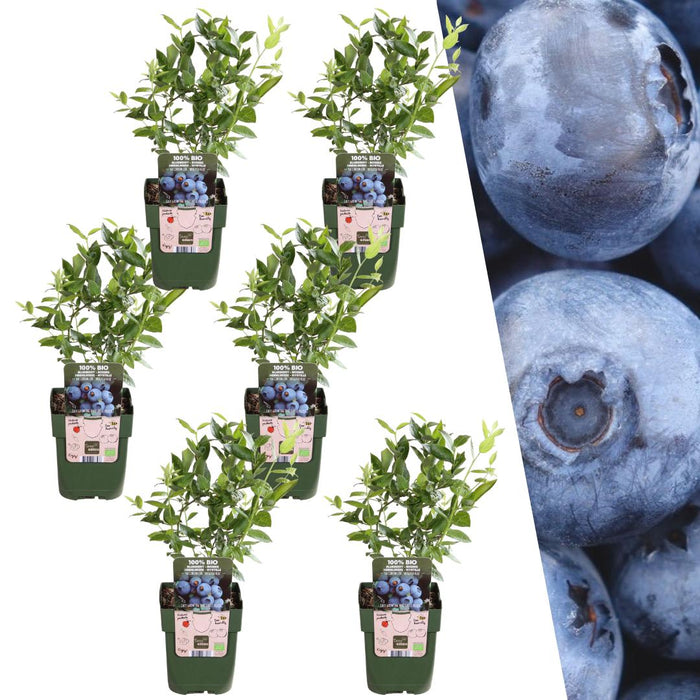 Bosbessenplanten - Vaccinium Corymbosum - Biologisch - ↕20cm - Ø13cm - 6x