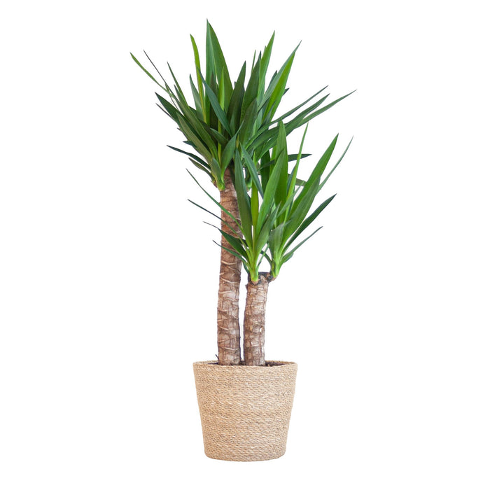 Yucca Elephantipes met Sofia mand naturel - ↕90cm - Ø21cm