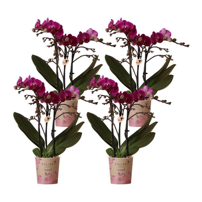 Paarse phalaenopsis orchideeën - Morelia - 4x - Ø9cm - Bloeiende kamerplant