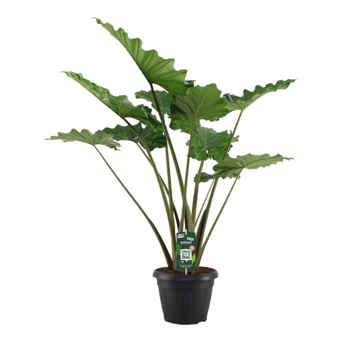Alocasia Portodora - Olifantsoor - ↕140 cm - Ø34cm