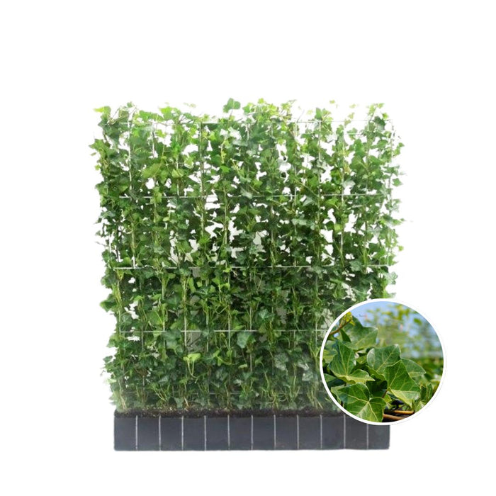 Hedera Hibernica - Klimop - Kant-en-Klaar Haag | ↔120cm - ↕120cm