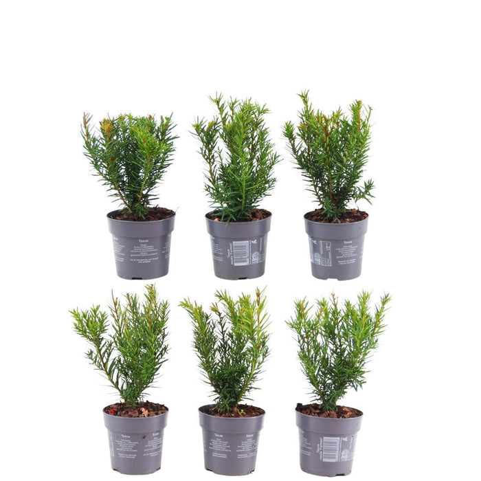 Venijnboom haag - Taxus media Farmen - 1 meter - Set van 6 winterharde haagplanten - Groenblijvende haag