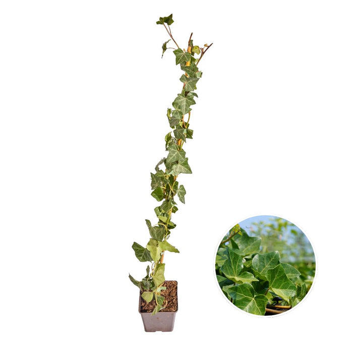 Hedera Hibernica - Klimop - Gestokt - ↕80-100 cm