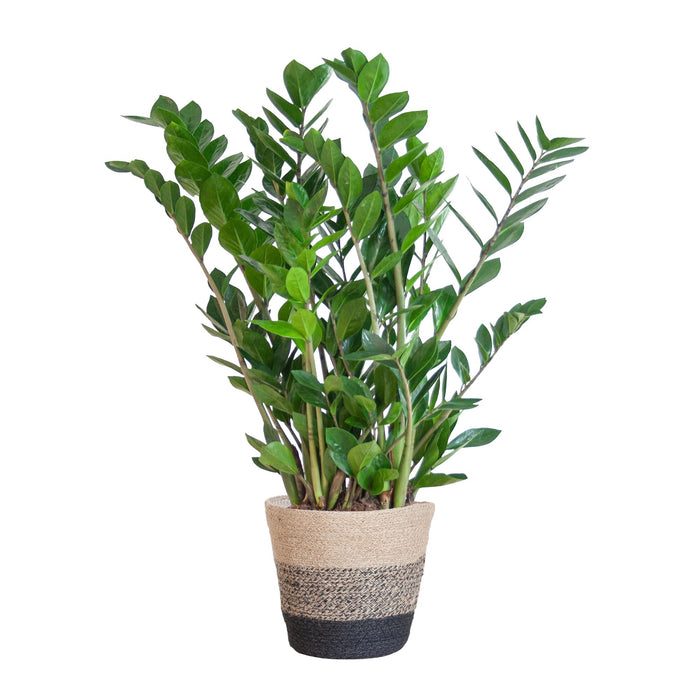 Zamioculcas Zamiifolia - ZZ Plant - met Mand Lissabon zwart - ↕80cm - Ø21cm