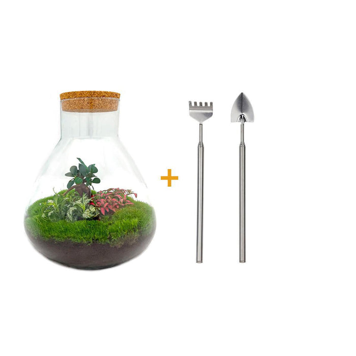 DIY terrarium - Sam XL Bonsai - ↕35cm - Rake + Shovel