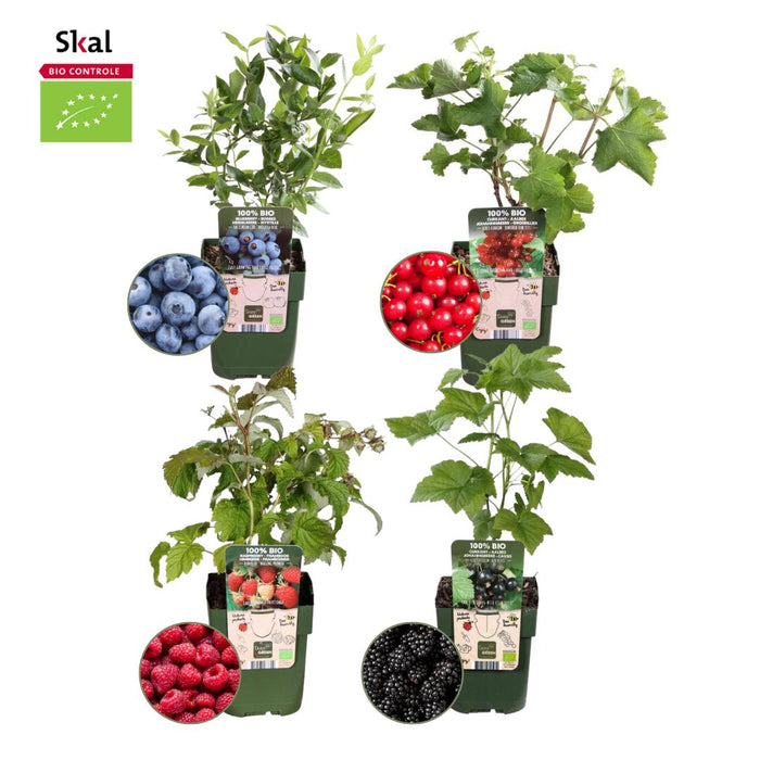 Fruitplanten mix Biologisch - set van 4 verschillende soorten "Vruchtenparadijs"