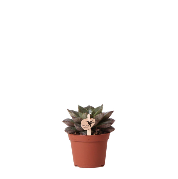 Echeveria Purpusorum - Vetplant - Ø6cm - Kolibri Greens | Groene plant