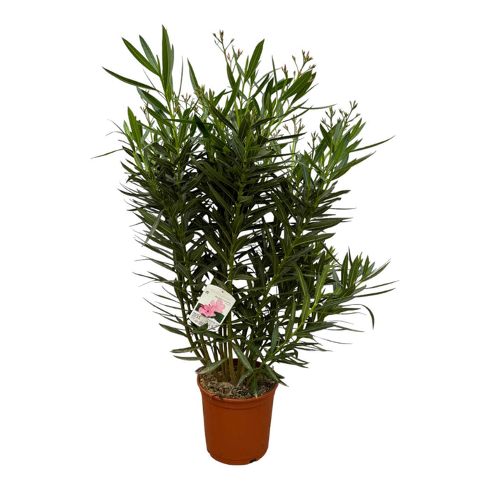 Nerium Oleander struik met witte bloem - ↕110cm - Ø27cm