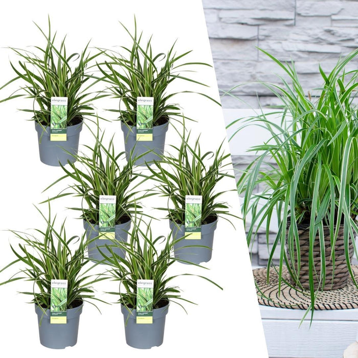 Carex morrowi 'Ice Dance' - Zegge - ↕25cm - Ø14cm - 6x