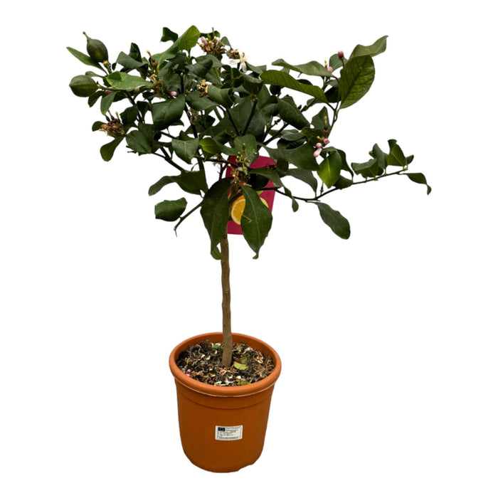 Citrus Lemon - Citroenboom - ↕80cm - Ø22cm