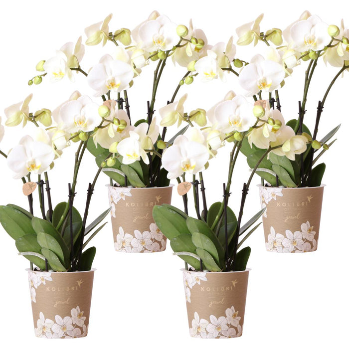 Witte orchideeën - Ghent - 4x - Ø12cm - Bloeiende kamerplant