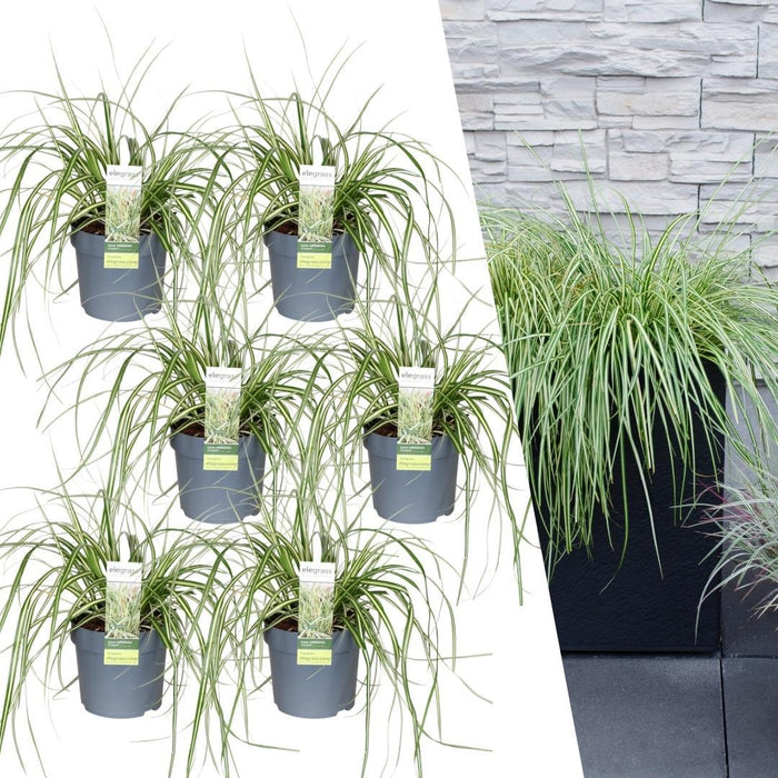 Carex hachijoensis 'Evergold' - Zegge - ↕25cm - Ø14cm - 6x