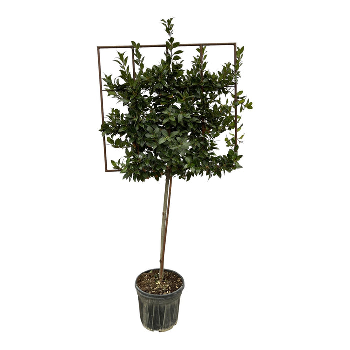 Laurus Nobilis boom op rek - ↕225cm - Ø40cm