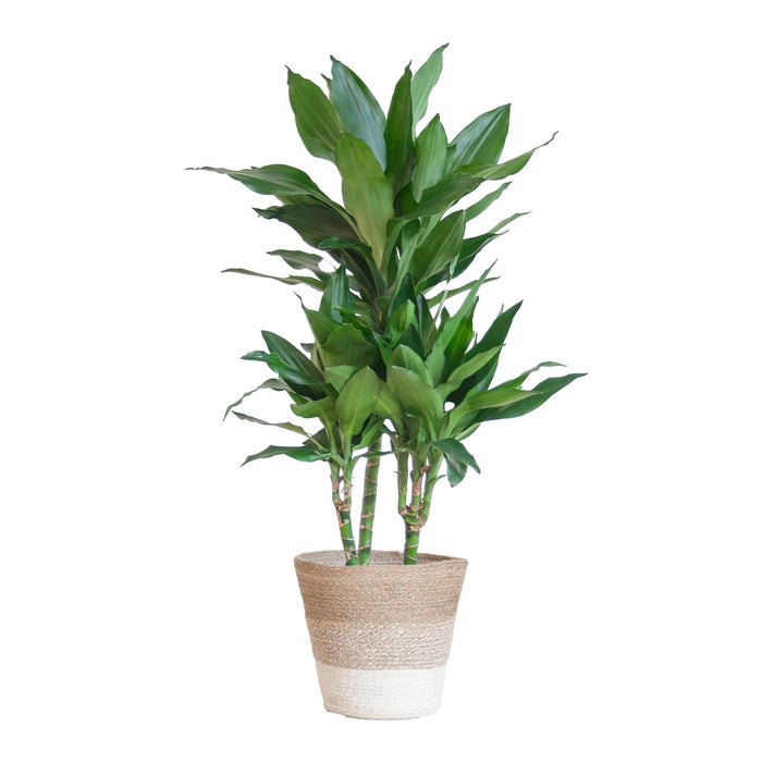 Dracaena Janet Lindt met mand Lissabon wit - ↕95cm - Ø21cm - Drakenplant