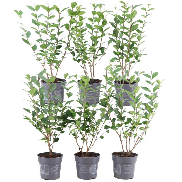 Ligustrum Ovalifolium Set van 6 winterharde haagplanten - 1 meter Haagliguster - Semi-groenblijvende haag