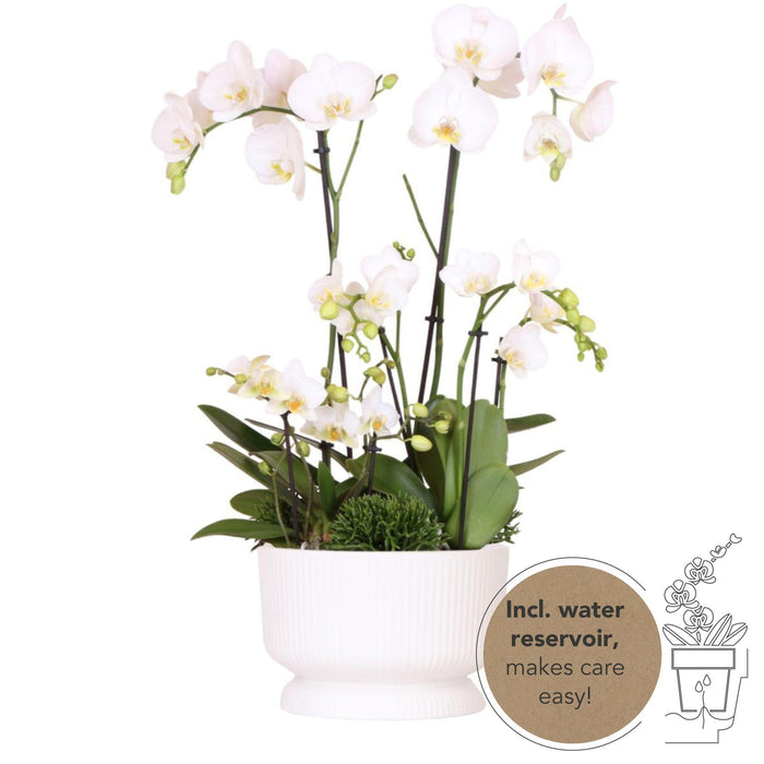Witte plantenset in Diabolo white dish incl. waterreservoir | drie witte orchideeën en drie groene planten Rhipsalis | Field Bouquet wit met zelfvoorzienend waterreservoir