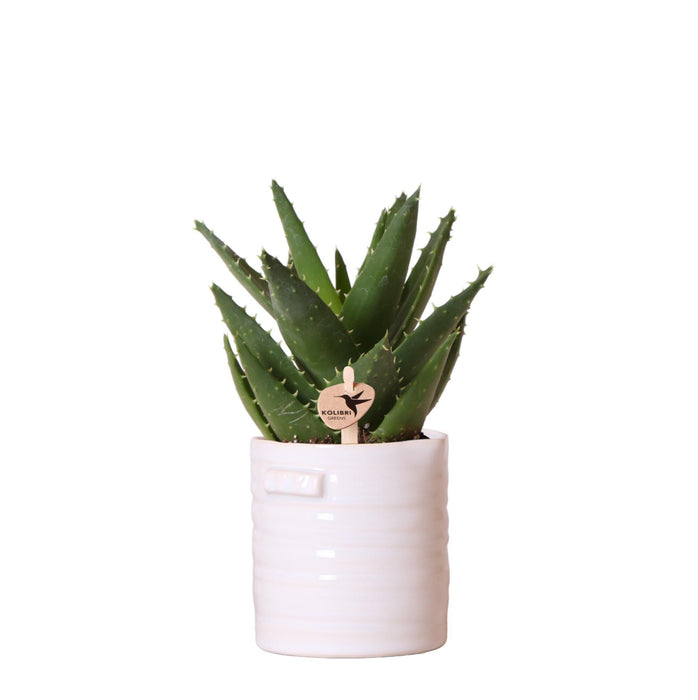 Aloë Brevifolia in Jug sierpot wit - Vetplant - Ø9cm - Groene kamerplant - Kolibri Greens