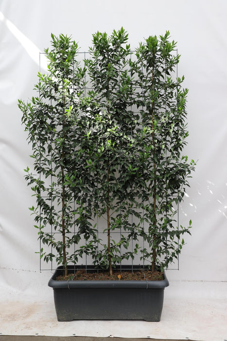 Kant en Klaar Haag - Prunus lusitanica 'Angustifolia' - ↕180cm - 1x
