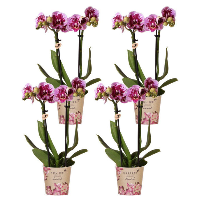 Roze paarse phalaenopsis orchideeën - El Salvador - 4x - Ø9cm - Bloeiende kamerplant