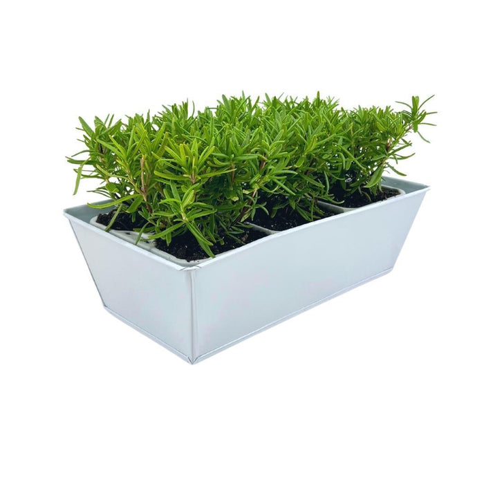 Rozemarijnplanten in deco bakje - ↕15 cm - Ø7cm - Rosmarinus Officinalis - Blue - 6x